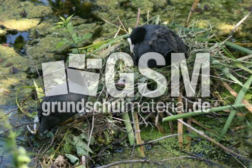 Blässhuhn-4 117.jpg